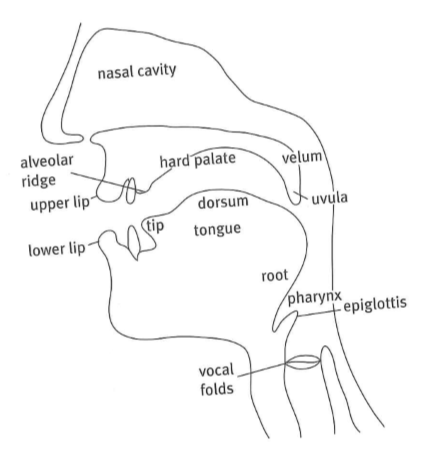 Main articulators used in the production of Spanish speech sounds. (Hualde 2005, 42)