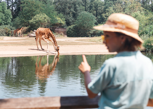 A female zoology student pointing at a giraffe drinking from a lake.