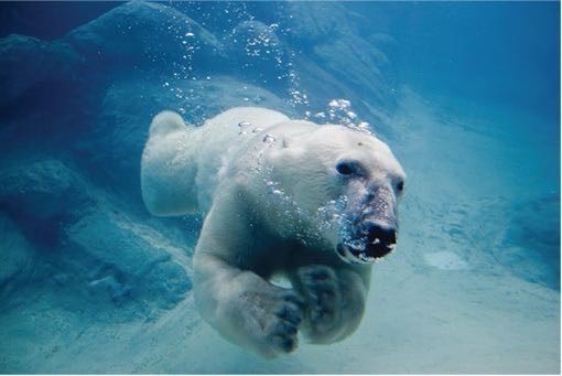 This photograph shows a polar bear swimming.