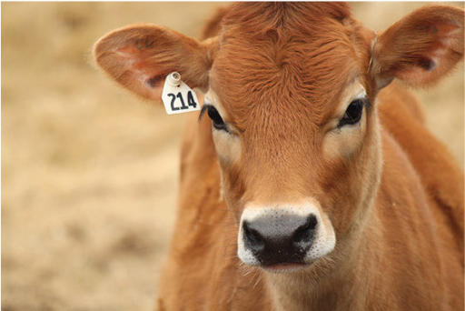 This photograph shows a calf.