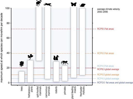 Figure 9 is a column bar chart indicating the range of speeds that different animal and plant species can migrate away from their current habitats. The y or vertical axis represents the maximum speed at which species can move (in kilometres per decade), from 0 to 100. The x or horizontal axis shows various species including trees, herbaceous plants, rodents and freshwater molluscs. Not all of the details are required, but as an example, trees might migrate at speeds of (0 - 15) km per decade whilst carnivorous mammals might migrate at speeds from (10 - 100 km per decade). The graph also indicates speeds needed to survive the various scenarios e.g. RCP8.5 Global average scenarios require a speed of 20 km per decade, which is in range for all species here except trees; RCP8.5 scenarios over flat areas require a speed of over 70 km per decade, achievable by carnivorous mammals and plant -feeding insects but not rodents, primates or any plants shown.