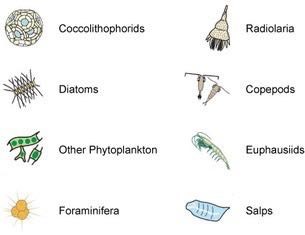 This shows drawings of eight types of plankton, including foraminifera. Coccolithophorids - spherical organisms. Radiolaria - several round segments decreasing to a point at one end, spines emerging from the other. Diatoms - extended straight body with spines emerging radially. Copepods - thin segmented bodies with 2 stalks at one end, emerging perpendicular to the body. Other phytoplankton - extended or compact bodies with green spots. Euphauslids - shrimp-like with segmented bodies and several pairs of legs. Foraminifera - made from several spherical sections. Salps - barrel shaped, extended bodies.
