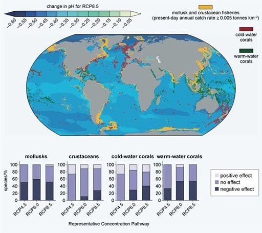 This is contains a colour coded global map showing changes in ocean pH for the RCP8.5 scenarios. It shows that there is a reduction in pH (acidification) over most of the world's oceans. The map also indicates: Regions of mollusc and crustacean fisheries in many coastal regions (particularly North America, South America, India and East Asia. Regions of cold water corals, particularly in the fringes and middle of the north Atlantic and between Australia and New Zealand Regions of warm-water corals, including the oceans of Central America, and in an equatorial band across most of the Pacific and around the islands of south east Asia. Many of the highlighted regions are found in regions of large decreases of pH. The figure also includes bar charts indicating the numbers of species in various groups, in a range of RCP scenarios (RCP4.5, RCP 6.0 and RCP 8.5, in order of increasing magnitude) Molluscs - negative effects on about 50% of species for all scenarios. Crustaceans - no effects or positive effects for the lightest scenario, increasing up to negative effects for 20% of species in the most sever scenarios. Cold water Corals - increasing number of species experiencing negative effects as the scenarios get worse. Warm water Corals - between 25 and 50 % of species affected, rising as the scenarios get worse.