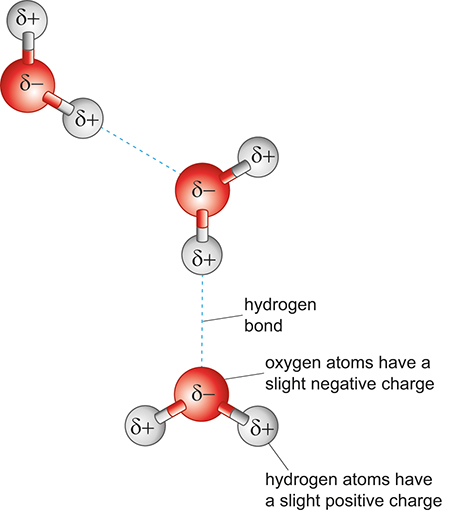 The figure shows three water molecules represented by ball-and-stick models. Each water molecule consists of one red ball with delta minus (δ–) in the middle of it and two smaller white balls, each containing delta plus (δ+). Each white ball (or hydrogen atom) is attached to the red ball (or oxygen atom) by a short straight ‘stick’. The angle between the two sticks is more than a right angle. One of the water molecules is on the left of the figure and the other two on the right, one above the other. The molecule on the left has been rotated so that one of its white balls is above the red ball, and the other is below and to the right of the red ball. The first molecule on the right has been rotated so that its red ball is diagonally aligned with the lower white ball of the molecule above and to its left. There is a dashed blue line between this lower white ball at , and the red ball of the first molecule on the right. One of the white balls attached to this red ball is directly below it, and the other above and to its right. The second molecule on the right has been rotated so that its red ball is below and aligned with the lower white ball of the molecule directly above it. There is a dashed blue line between this white ball and the red ball of the second molecule. The white balls attached to this red ball are below and either side of it. The second dashed blue line is labelled as a hydrogen bond. The red ball of the third molecule is labelled 'oxygen atoms have a slight negative charge' (i.e. δ–). Its right white ball is labelled 'hydrogen atoms have a slight positive charge' (i.e. δ+).