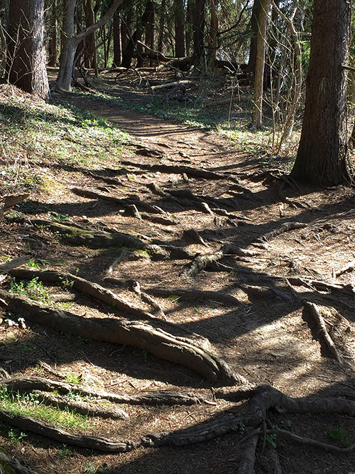 Photo of a wooded path with tree roots making the ground uneven.