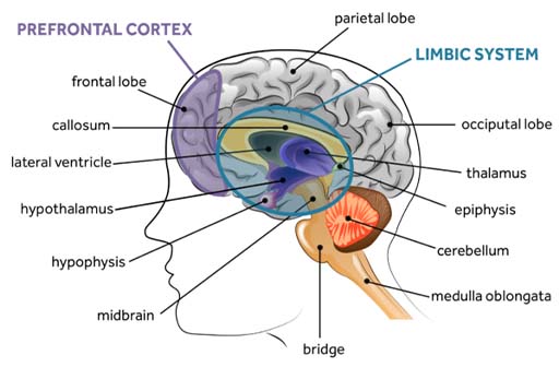 A diagram of the brain, labelled.