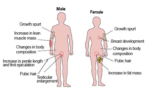 Illustration of the male and female bodies.
