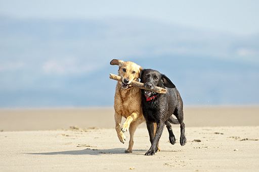 Two dogs walking side by side on a beach both with their mouths around the same stick.