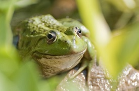 An image of a frog.