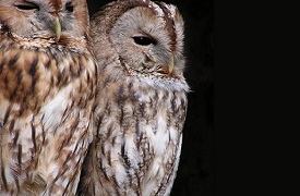 An image of two owls.