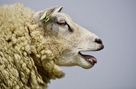 An image of a sheep.