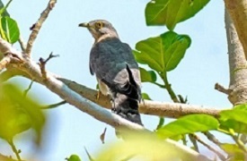 An image of a cuckoo.