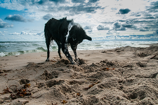 A dog digging sand on a beach.