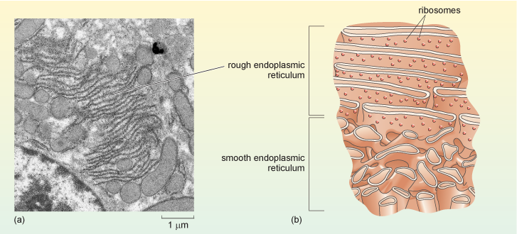 Cell Nucleus and Endoplasmic Reticulum Stock Vector - Illustration of  diagram, anatomy: 63341217