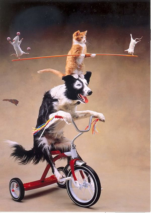 A dog on a bike with a cat on its head. The cat is holding a stick with two mice on either side balancing.