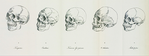 This features five illustrations of slightly different looking skulls.