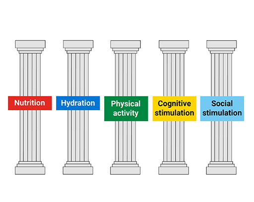The image is a drawing of five pillars labelled, left to right, ‘Nutrition’, ‘Hydration’, ‘Physical activity’, ‘Cognitive stimulation’, ‘Social stimulation’.