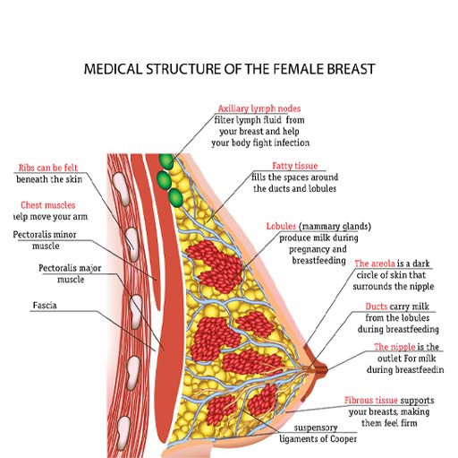 The image shows the anatomy of a breast. The breast is shown sitting on the chest muscle and the fatty tissue, Cooper’s ligament and skin are indicated.