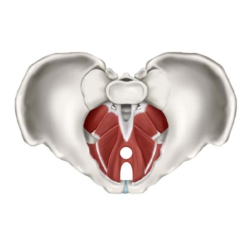The image shows a top view of the pelvis with the muscles within the pelvis across the bottom of the pelvis.