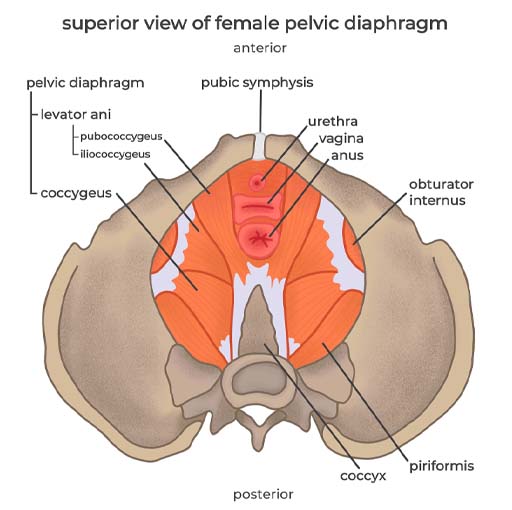 The image shows a top view of the pelvis with the muscles within the pelvis identified. The pelvic floor muscles across the bottom of the pelvis are identified as the levator ani and the coccygeus.