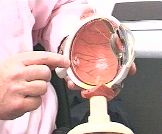 model of the eye