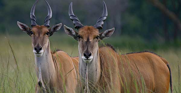 Bones of eland were found in Blombos cave