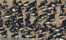 Oystercatchers and knot [Image: Mike Dodd Photography]