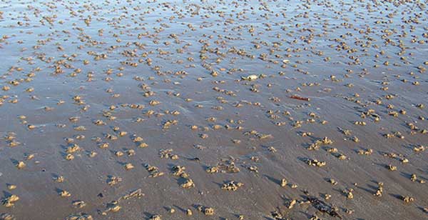 Lugworms on a beach