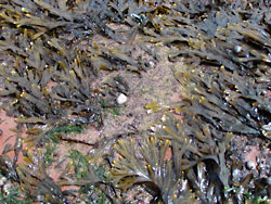 Blackened seaweed