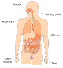 Diagram of human digestive system