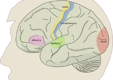 Brain showing areas responsible for sense [Image: FMRIB]