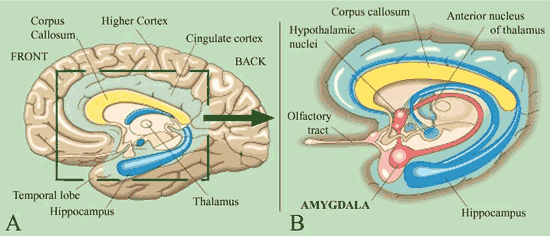 A diagram of the human brain