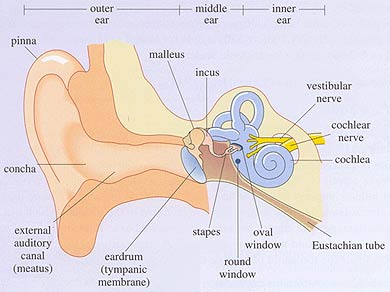 ear, human ear, diagram, inner ear