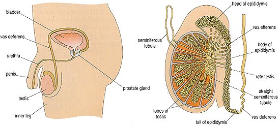 The male reproductive tract