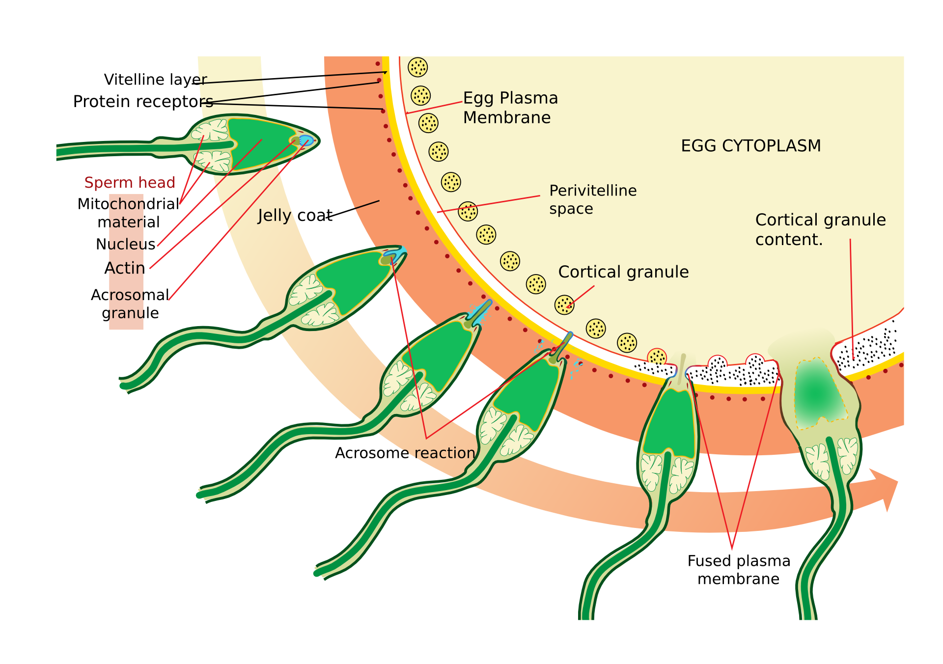 Diagram of a sperm entering an egg