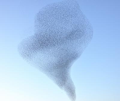 A flock of starlings