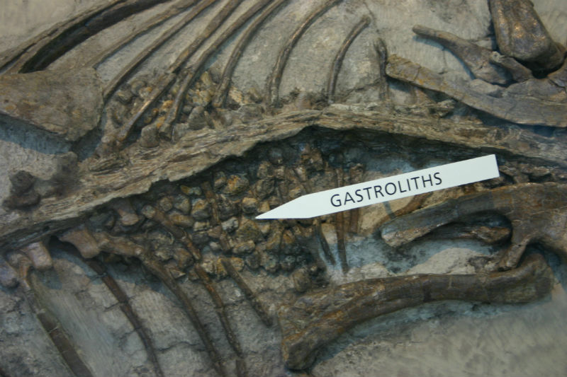 Gastroliths, or stomach stones