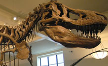 The head of T-Rex skeleton