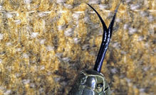 Talking with a forked tongue? A snake