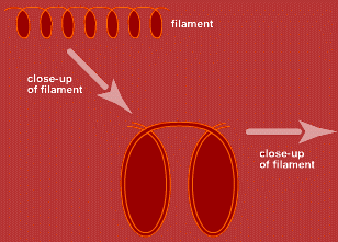 close-up of a filament