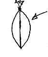 sketch of the side of a balloon