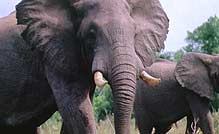 Elephants - more to them than meets the ear