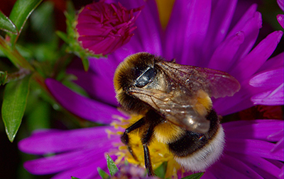 bumblebee in a purple flower