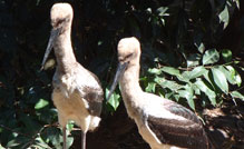 Black necked storks