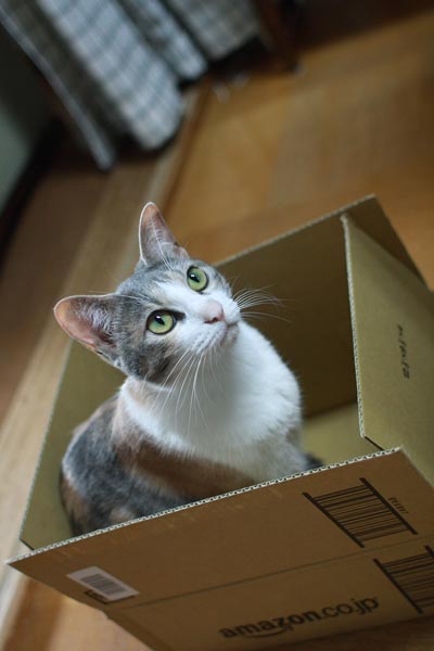Kitten in an Amazon box