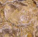 Bivalve fossil in rock