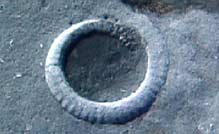 An ammonite fossil embedded in rock.
