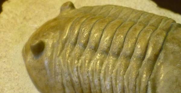 Trilobite [Image: Danacea under CC-BY-NC licence]