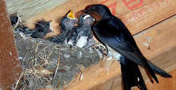 A nest of young swallows