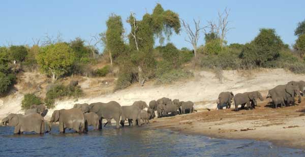 Elephants crossing the Chobe river in Botswana